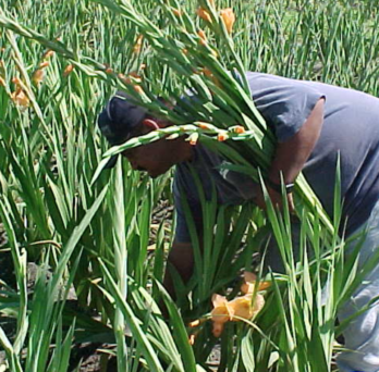A farmworker harvests gladiolas, one of Illinois’ cash crops. 
